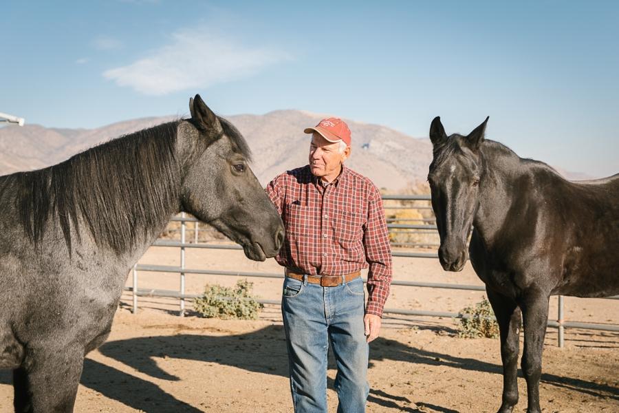 An older man stands between two horses. 