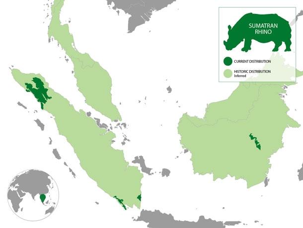 Sumatran rhino population map