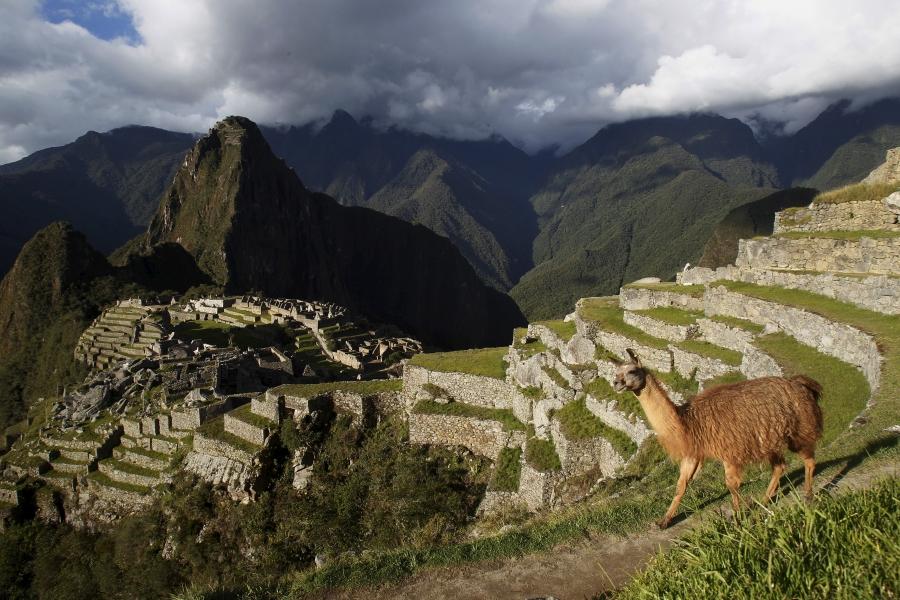 A llama on Incan steps in the Andes mountains