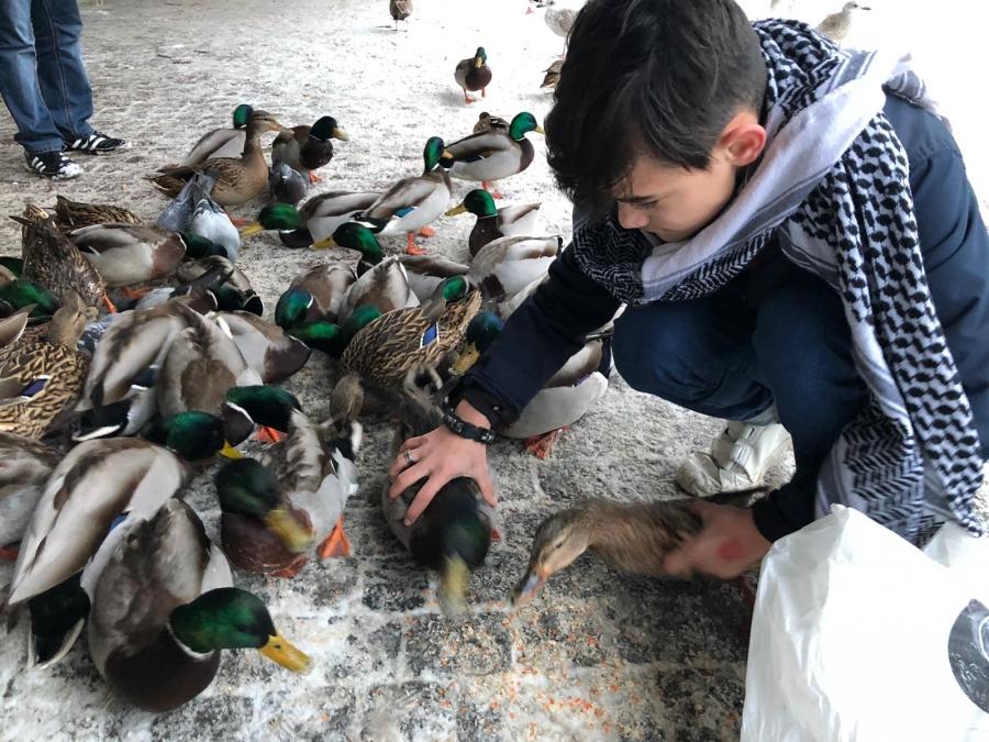 Boy feeds ducks. 