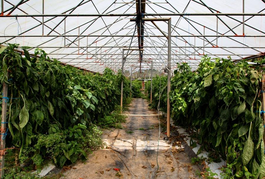 A clear plastic structure is show covering large green plants.