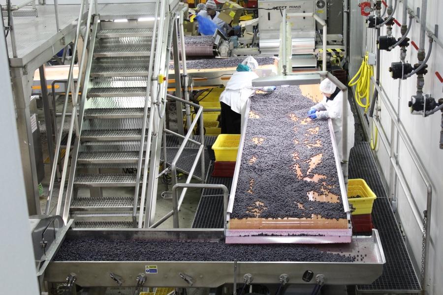 overhead view of factory floor, berries being processed