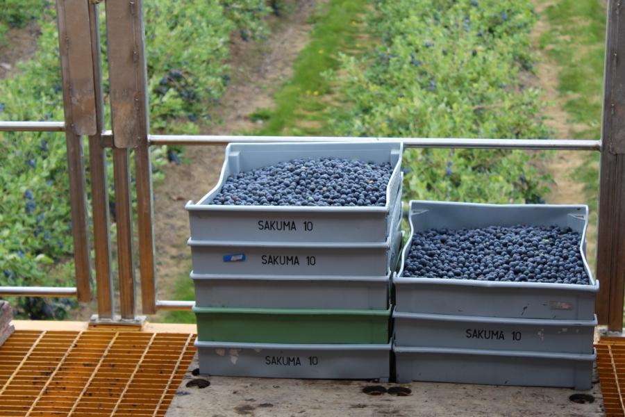 Crates of blueberries in front of field