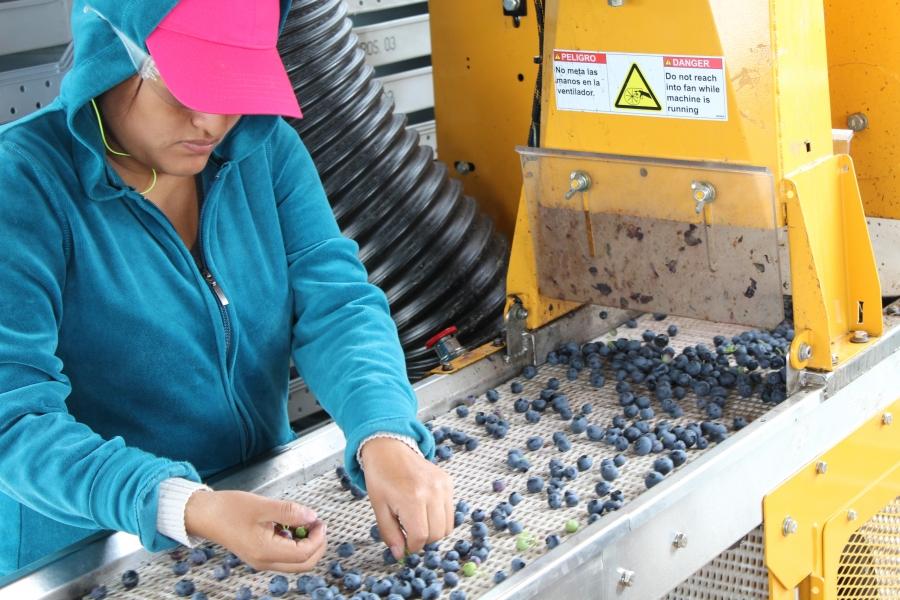 A woman looks down at a conveyor belt of blueberries