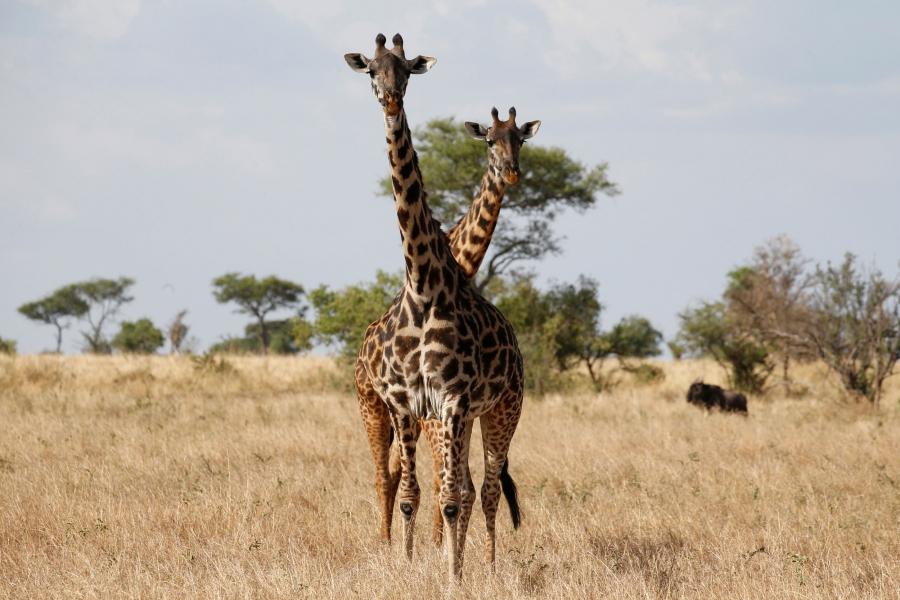 Giraffes are seen at the Singita Grumeti Game Reserve in Tanzania.