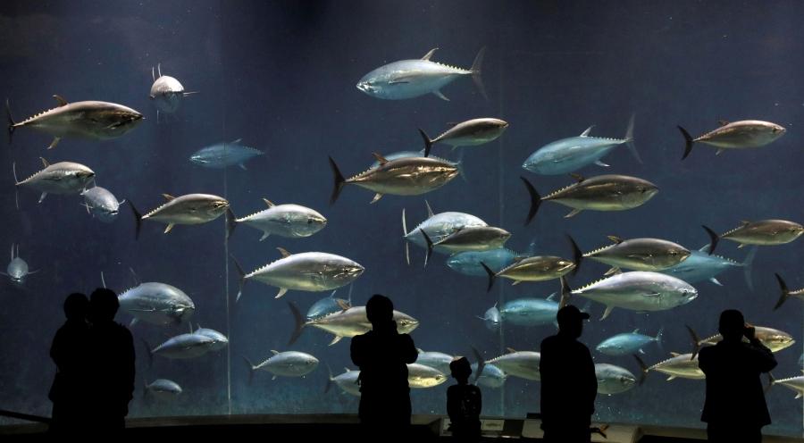 Visitors look at bluefin tunas swimming in a tank at the Tokyo Sea Life Park in Tokyo, Japan.