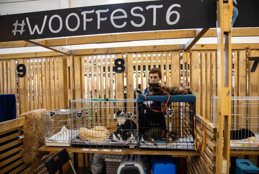 A woman is shown standing behind three cats in cages below a wooden sign that says, "Wooffest."