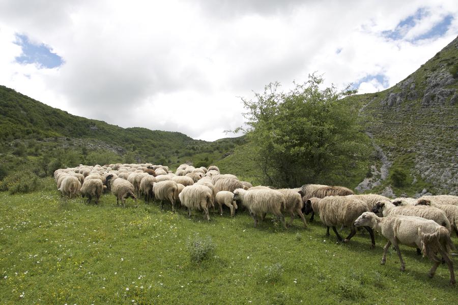 A herd of sheep makes its way through the hills above the village of Lazarat, Albania. Now that they're no longer growing pot in Lazarat, most of the villagers eke out a living herding sheep.