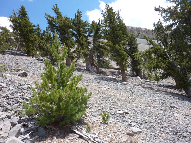 Limber pine with bristlecone