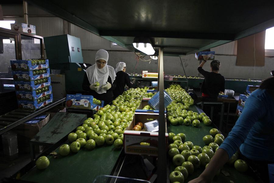 Workers pack freshly harvested apples at a factory near Druze village of Majdal Shams in the Golan Heights, Oct. 11, 2012.