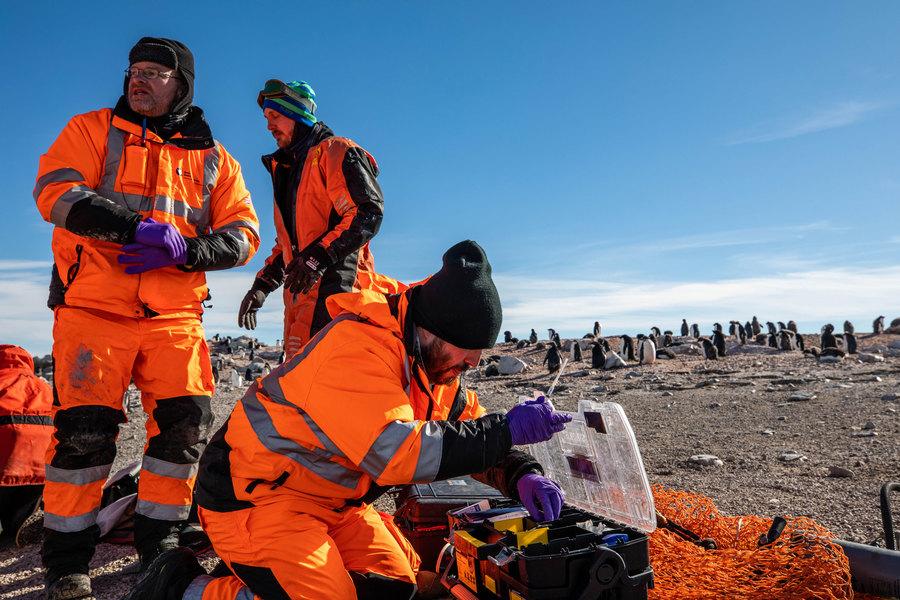 Three men in orange suits sort through a box of equipment on a rocky island. Behind them, dozens are penguins walk around. 