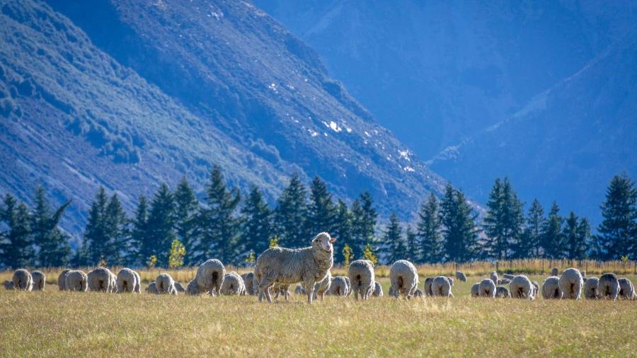 One sheep looks at the camera as many other sheep have their haunches turned. A mountainous region is in the background. 