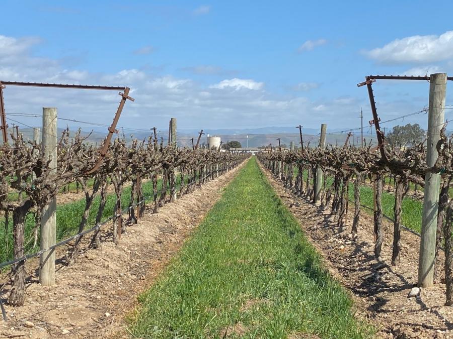 Vineyards in California’s Salinas Valley