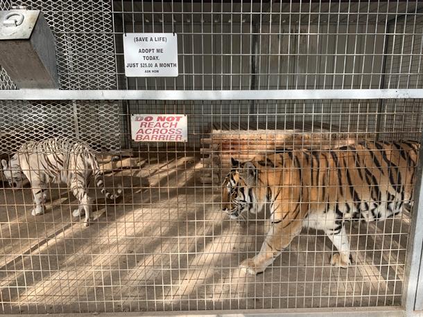 Tigers in small cage