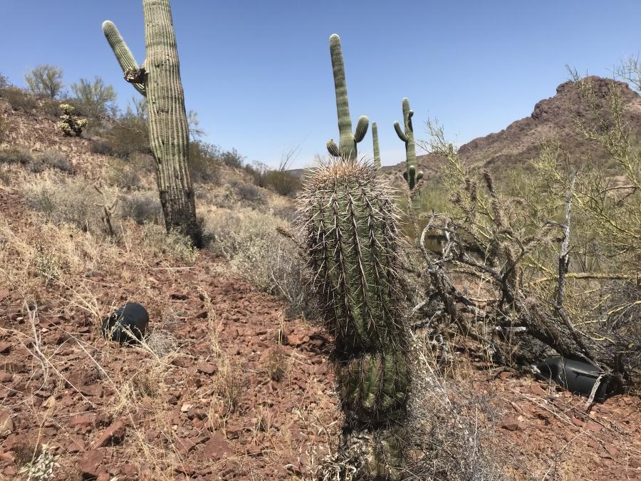 Dry desert spotted with cacti and abandoned water bottles