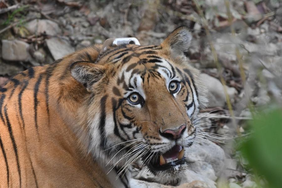 The GPS collar on this tiger in Nepal’s Parsa National Park will help scientists understand how the tiger behaves near and away from roads. 