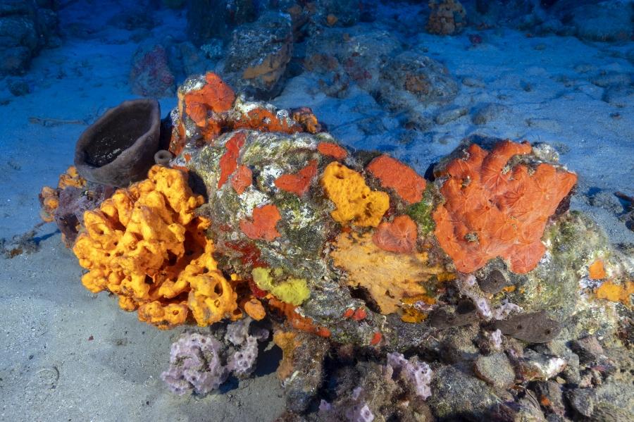 Yellow and orange sponge species in Gökova Bay restoration area