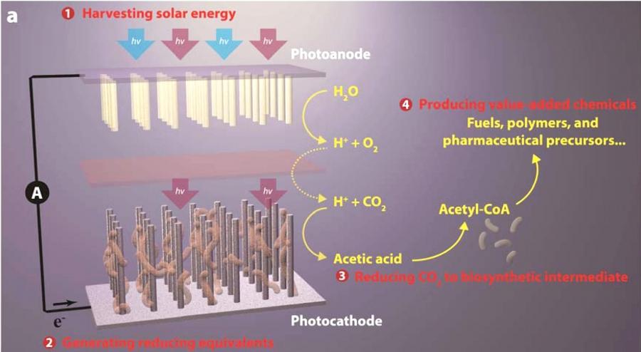 This schematic image of Chang's artificial photosynthesis systems shows its four general components: (1) harvesting solar energy, (2) generating reducing equivalents, (3) reducing CO2 to biosynthetic intermediates, and (4) producing value-added chemicals.