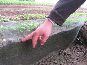 Agronomist Kim Ji-Seok points to soil with trace irrigation that is moist, but not wet.