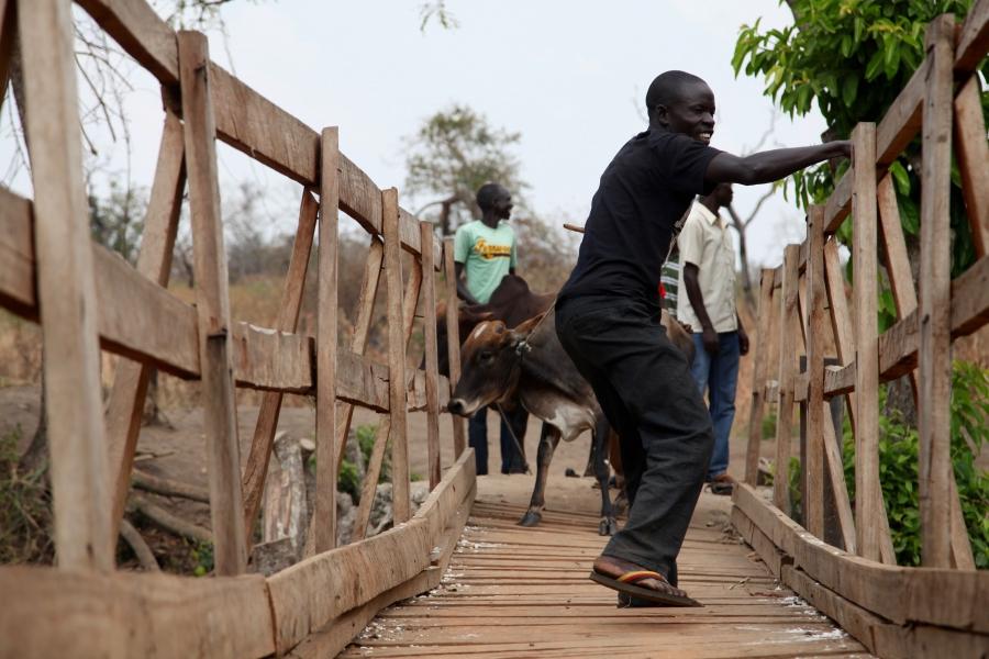 Refugees urge cows across a wooden bridge as they cross from South Sudan into Uganda.