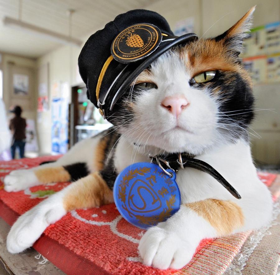 Tama wears a stationmaster's cap of Wakayama Electric Railway at the Kishi station on the Kishigawa line in the city of Kinokawa, in Wakayama prefecture.