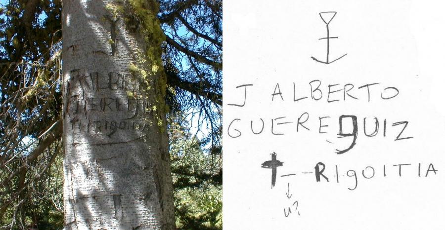 Collage of photo of tree with etchings, and written notes about those etchings