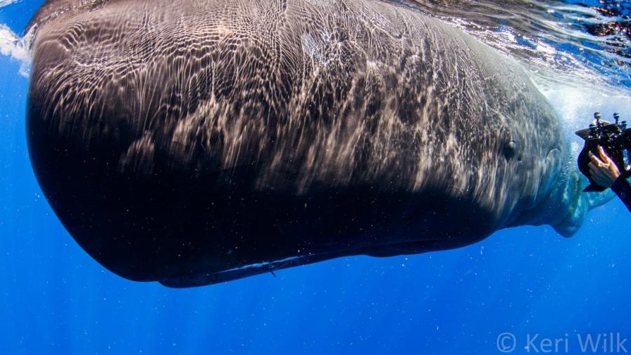 Photographing a sperm whale off the coast of Dominica.