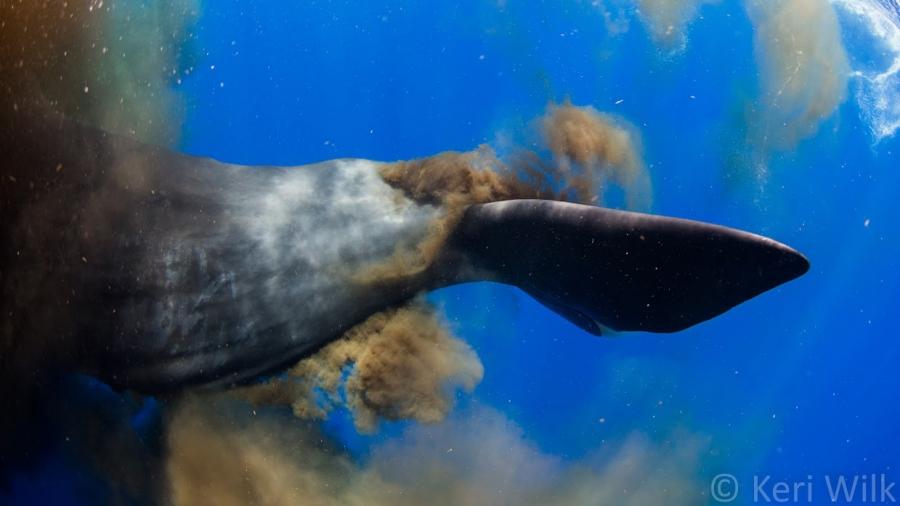 Sperm whale defaecating near photographer Keri Wilk