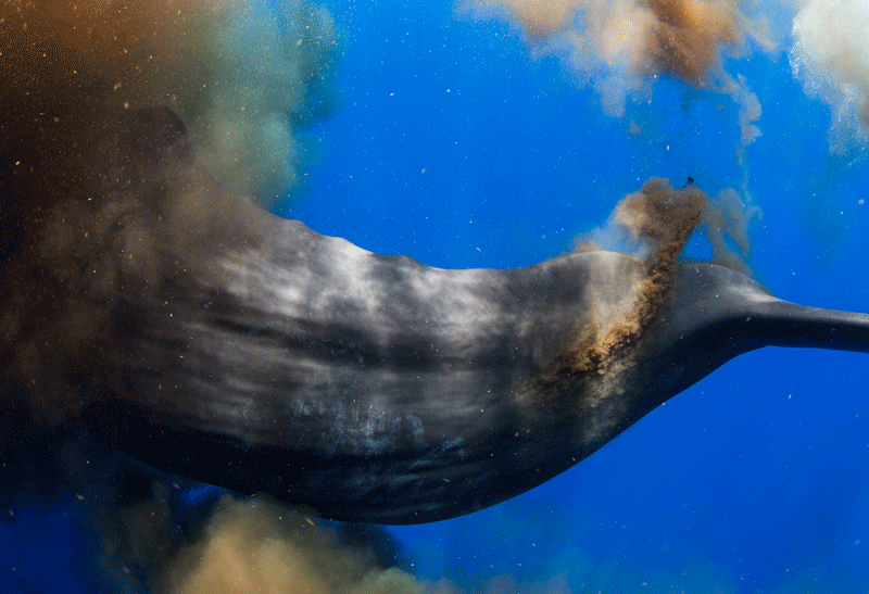 Sperm whale defaecating near photographer Keri Wilk
