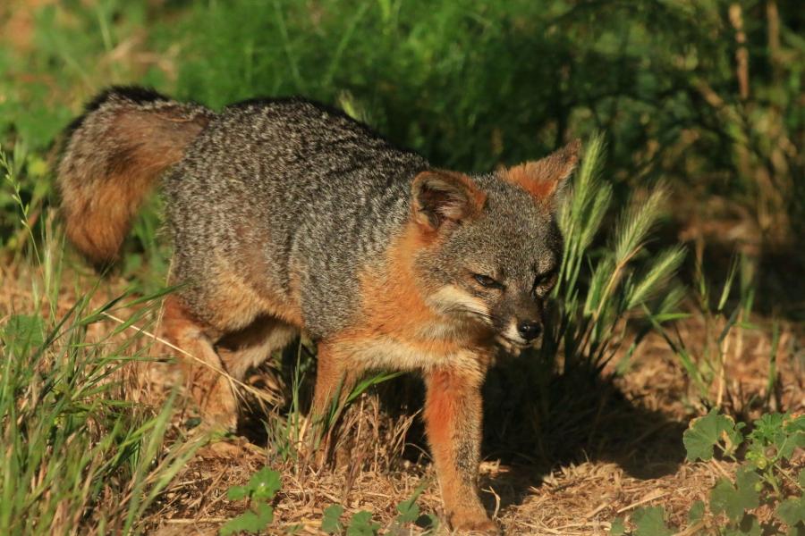A Santa Cruz island fox.