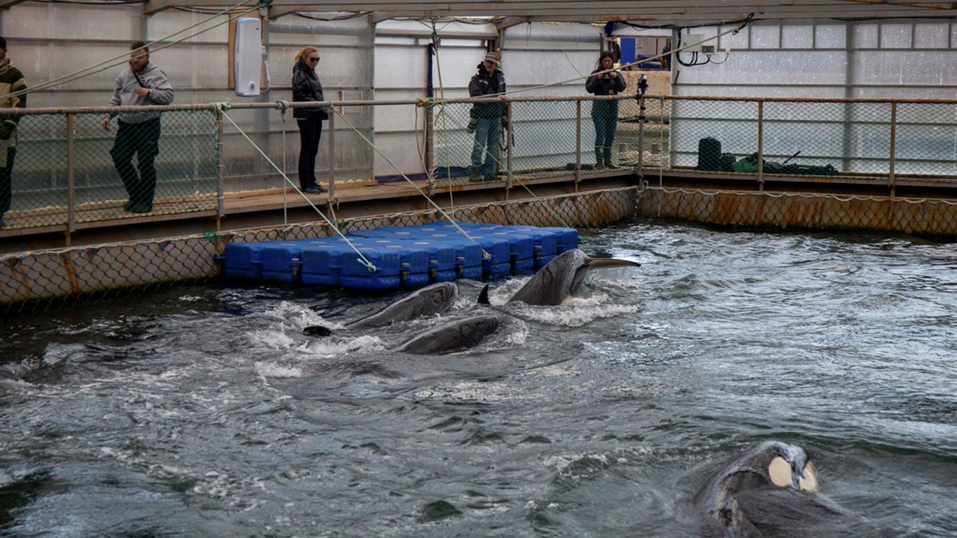 Several whales are seen swimming in the water in a tiny pool surrounded by decking where people are standing