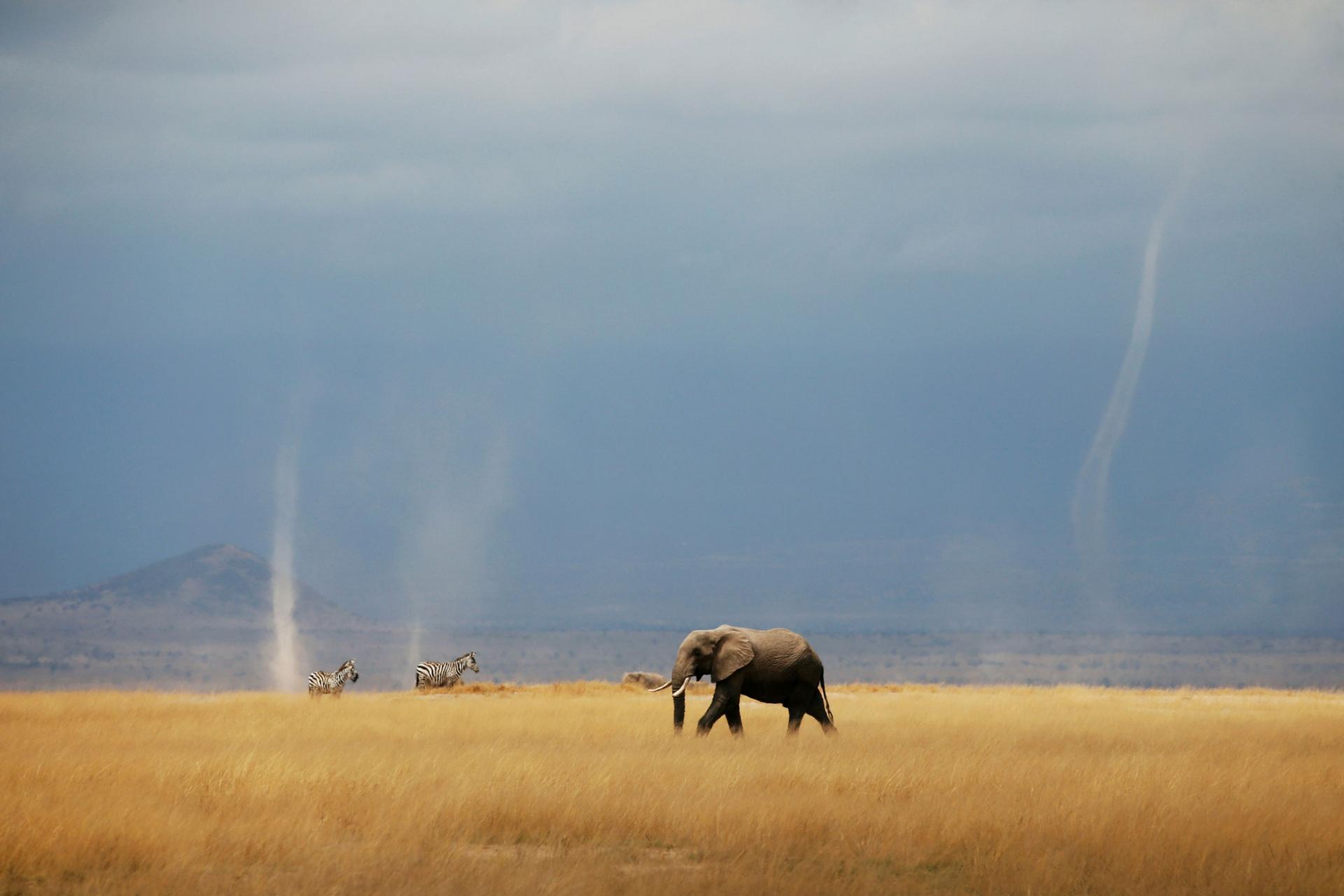 A whirlwind is seen as elephant and zebras walk through the Amboseli National Park, Kenya.