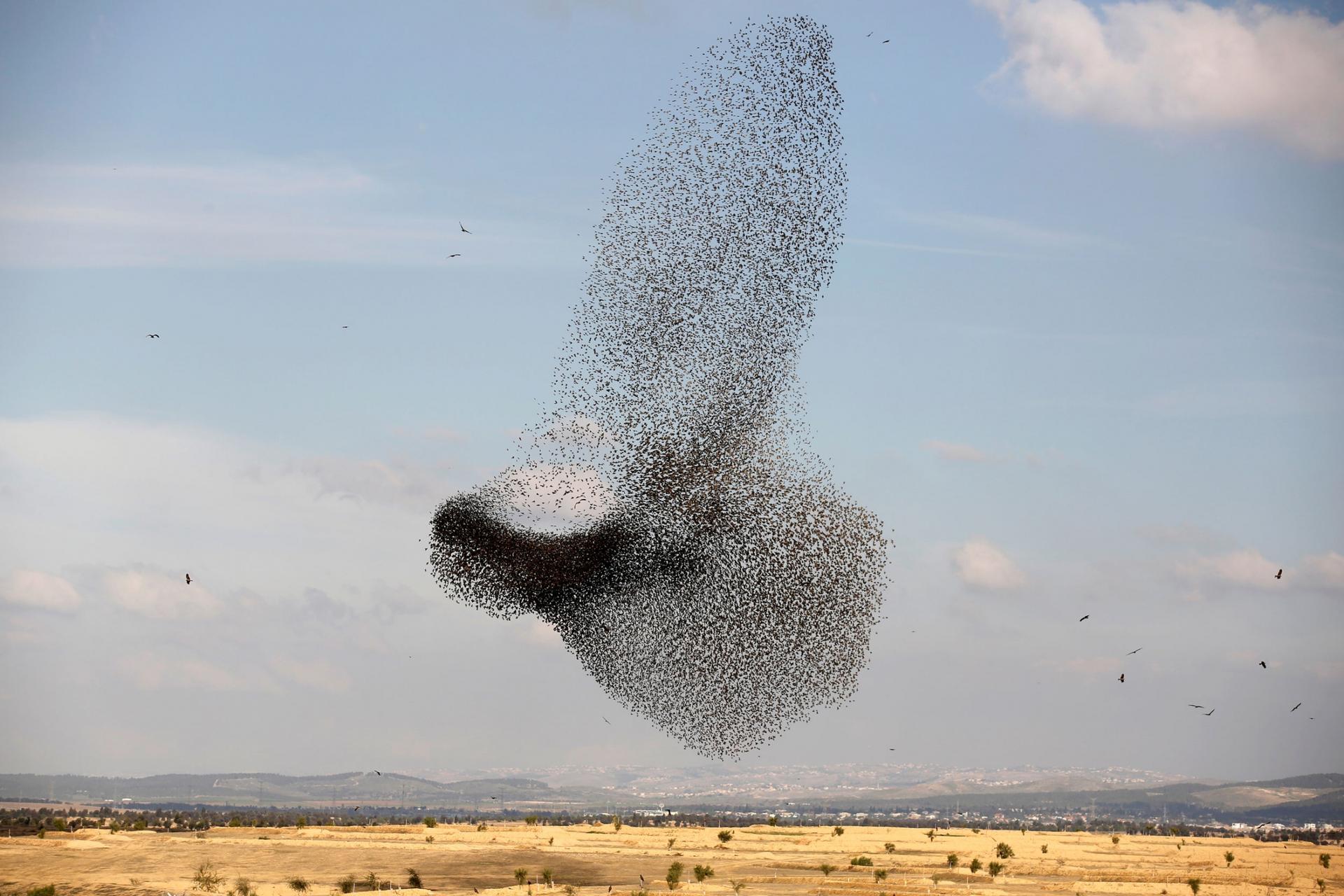 A murmuration of migrating starlings is seen across the sky near the village of Beit Kama in southern Israel.
