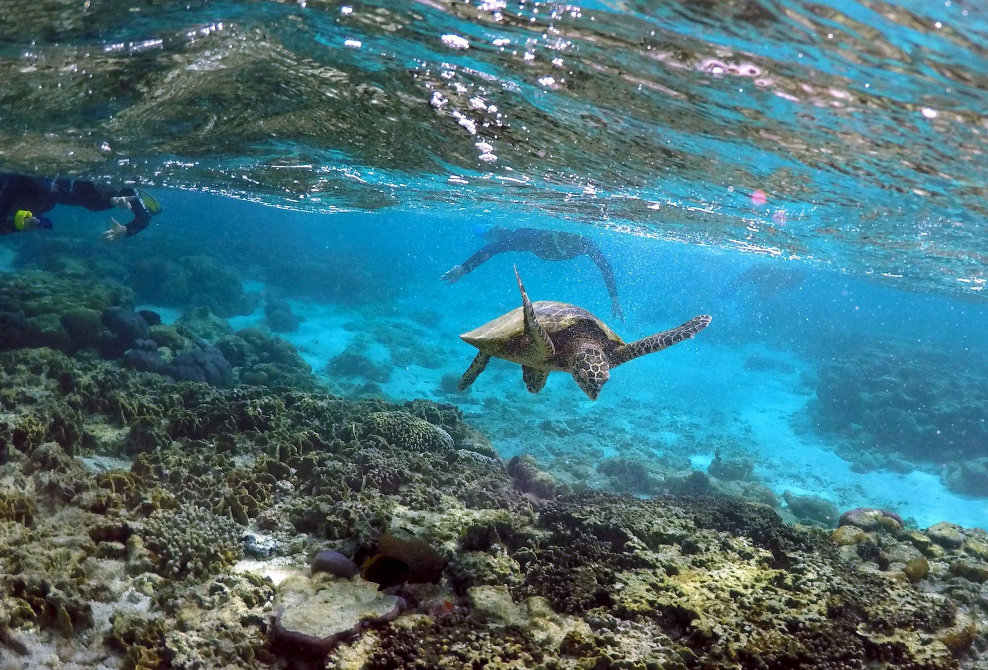 Tourists snorkel near a sea turtle as it looks for food amongst the coral.