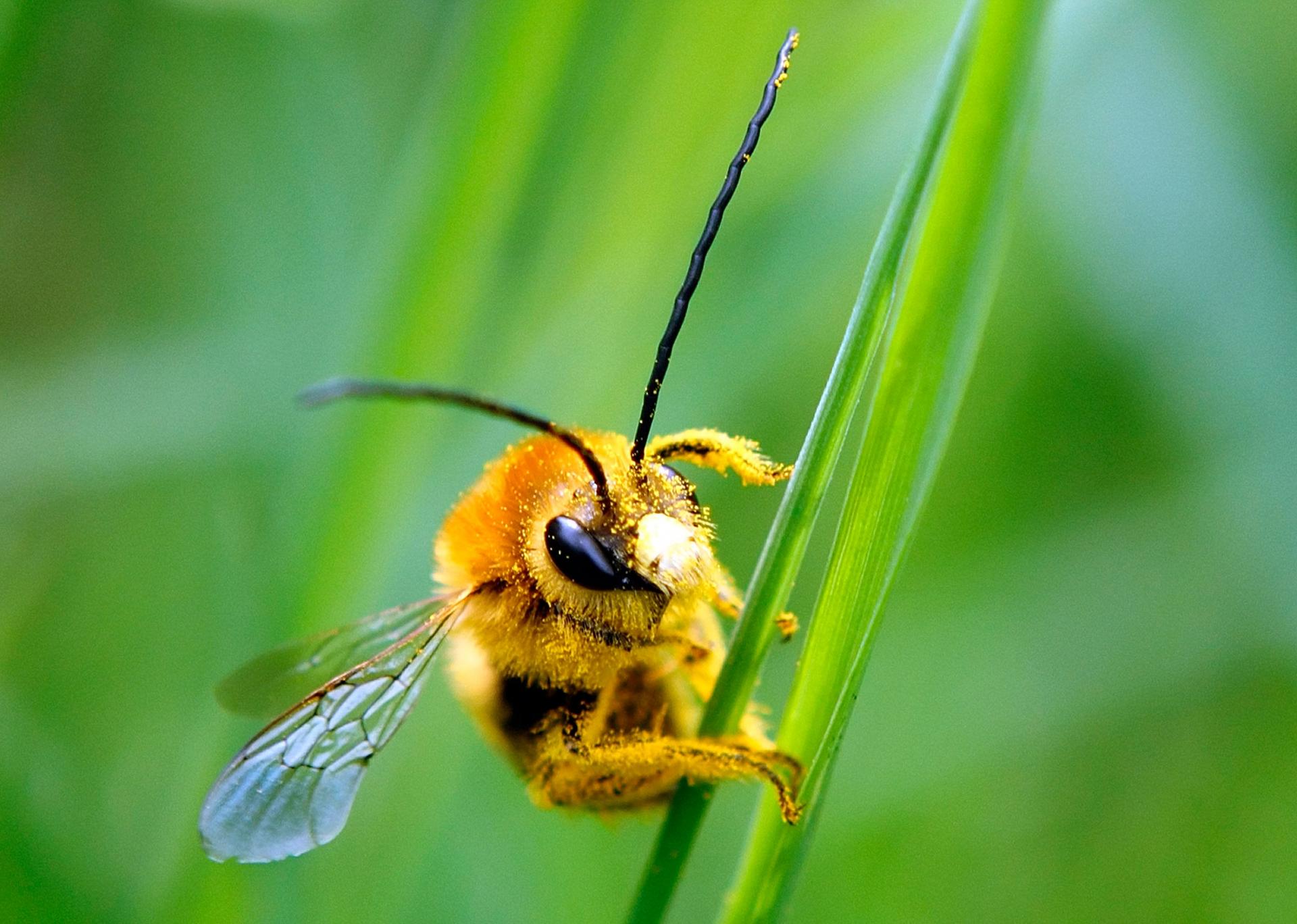 A bee is covered with pollen as it sits on a blade of grass at a lawn in Klosterneubur, Austria.