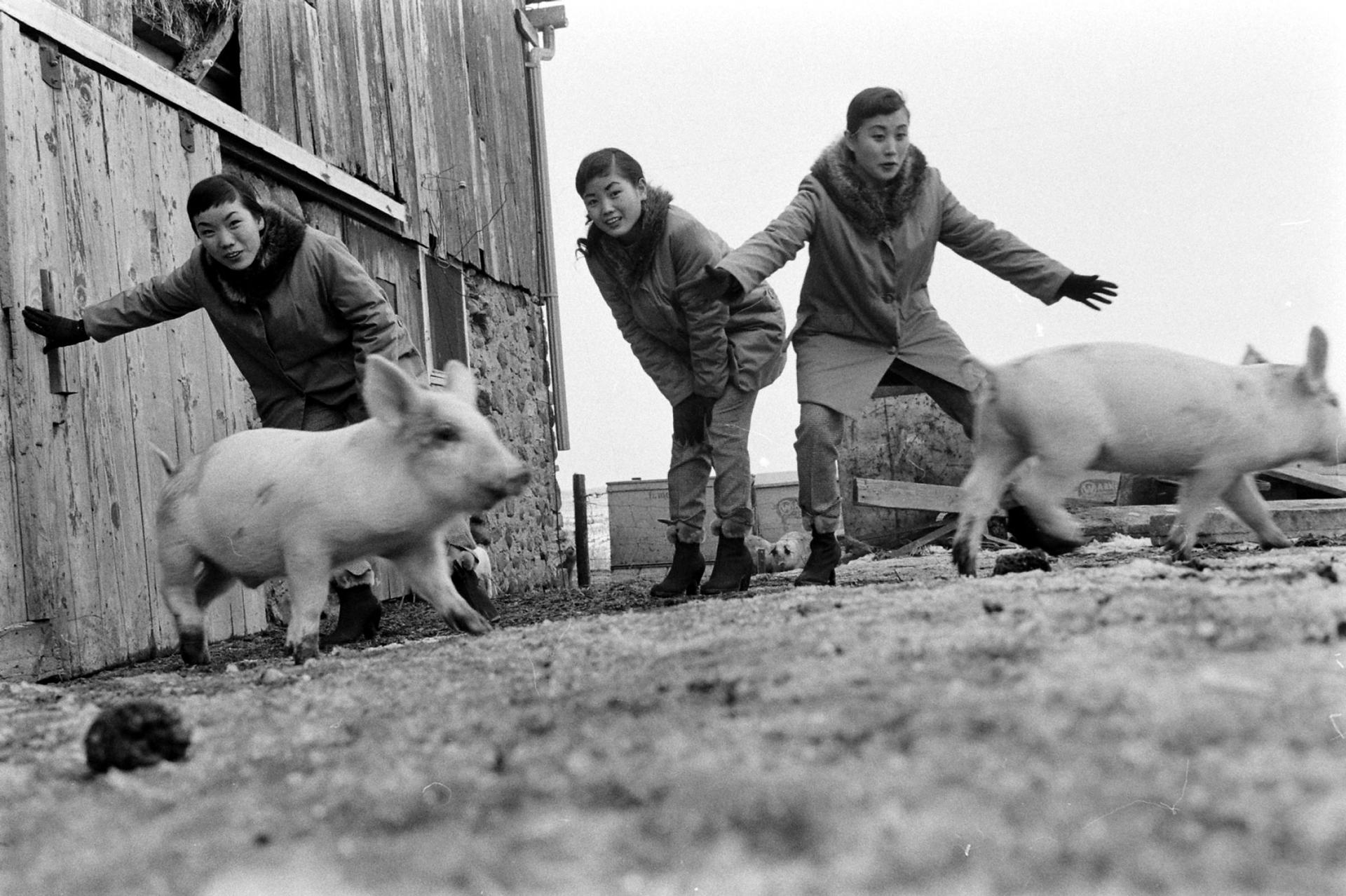 Three girls chase pigs on a farm