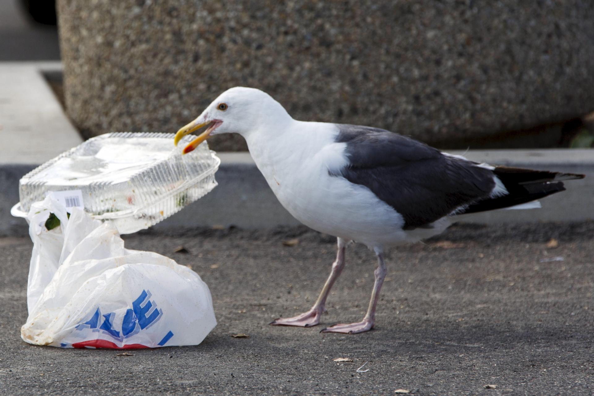 A seagull picks up a plastic container next to a plastic bag. 