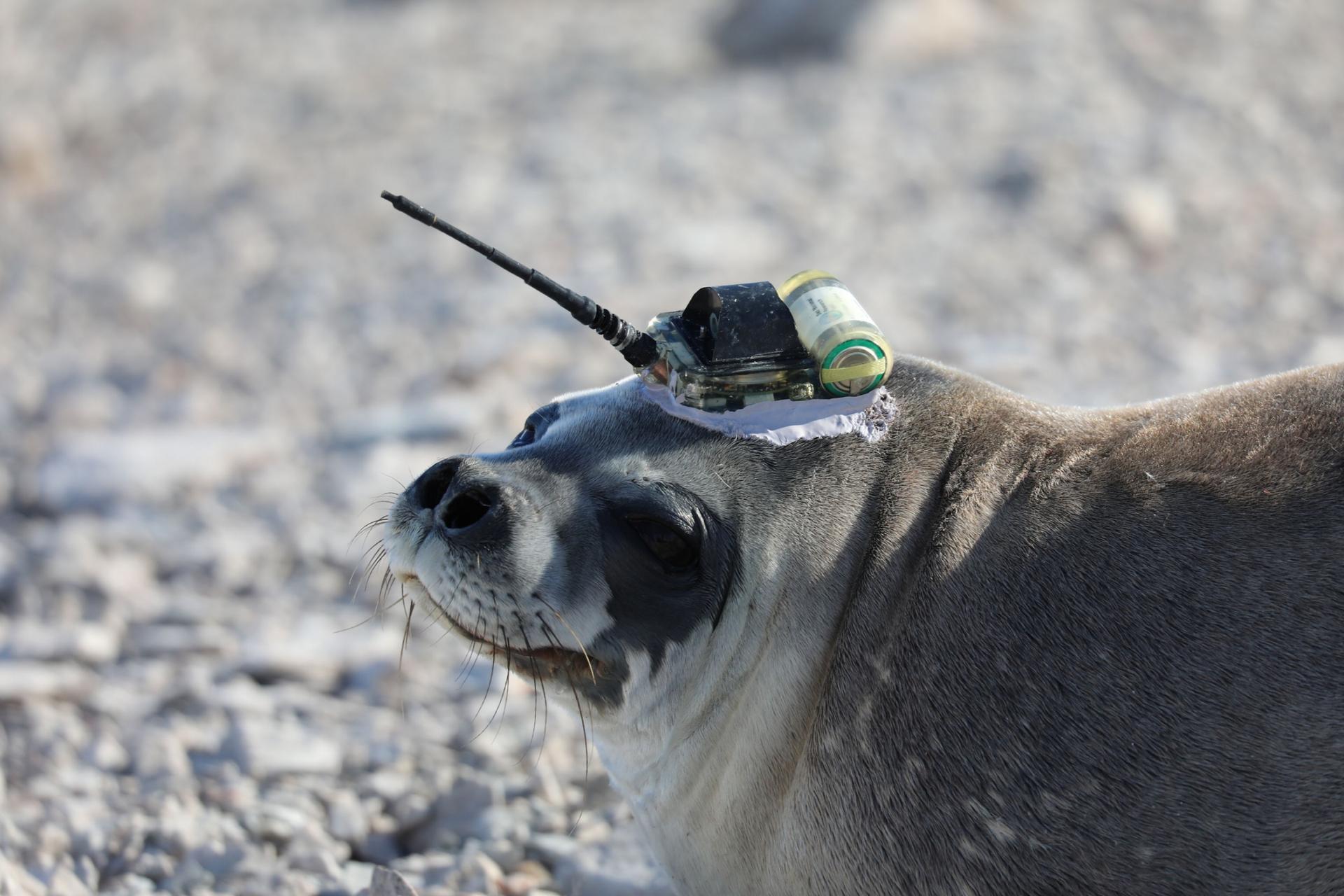 A seal turns it head. Atop its head is the transponder that will track climate data. 