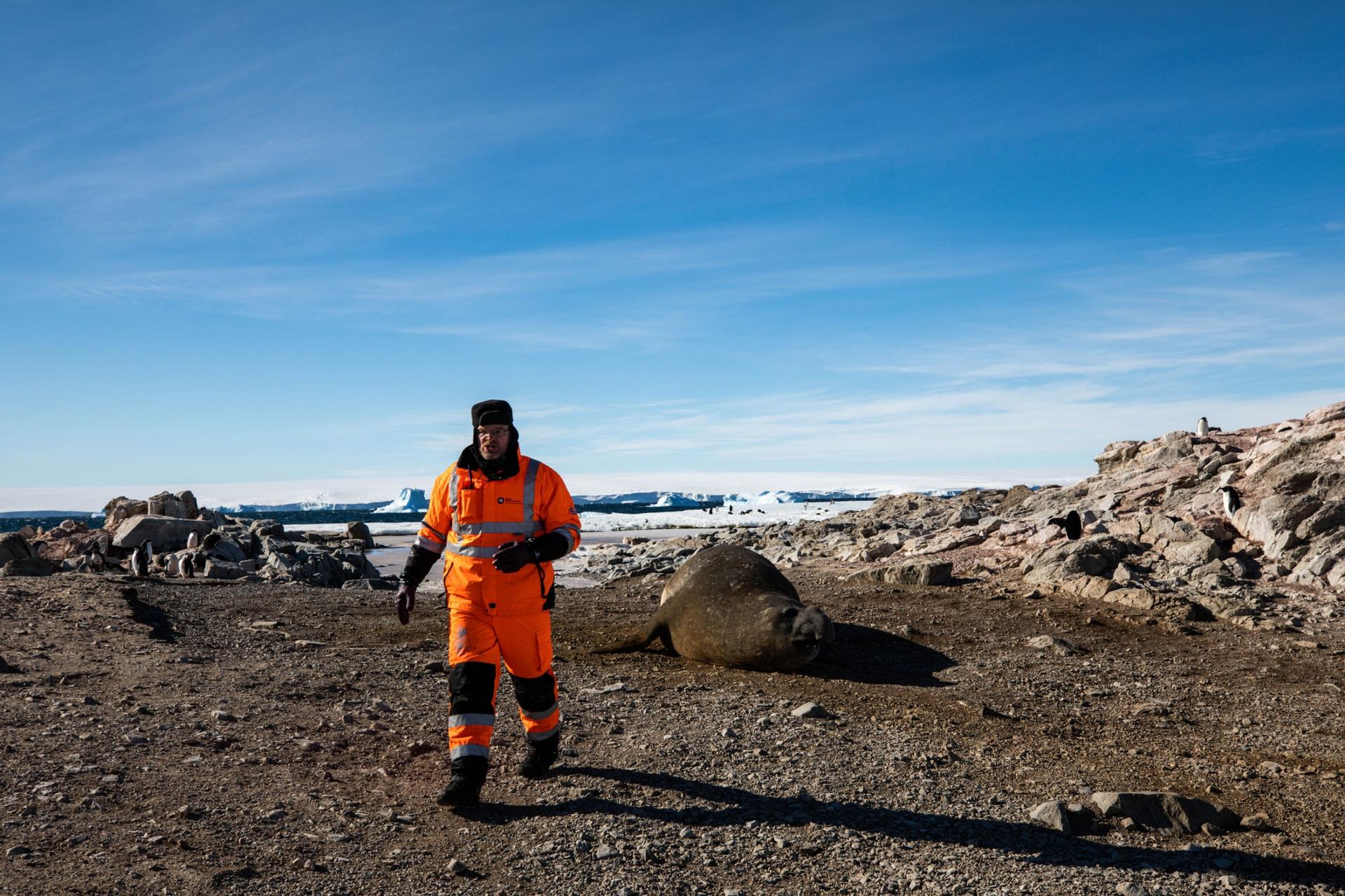 Lars Boehme is shown wearing orange cold-weather outer gear and walks away from an elephant seal laying on the gravel. 