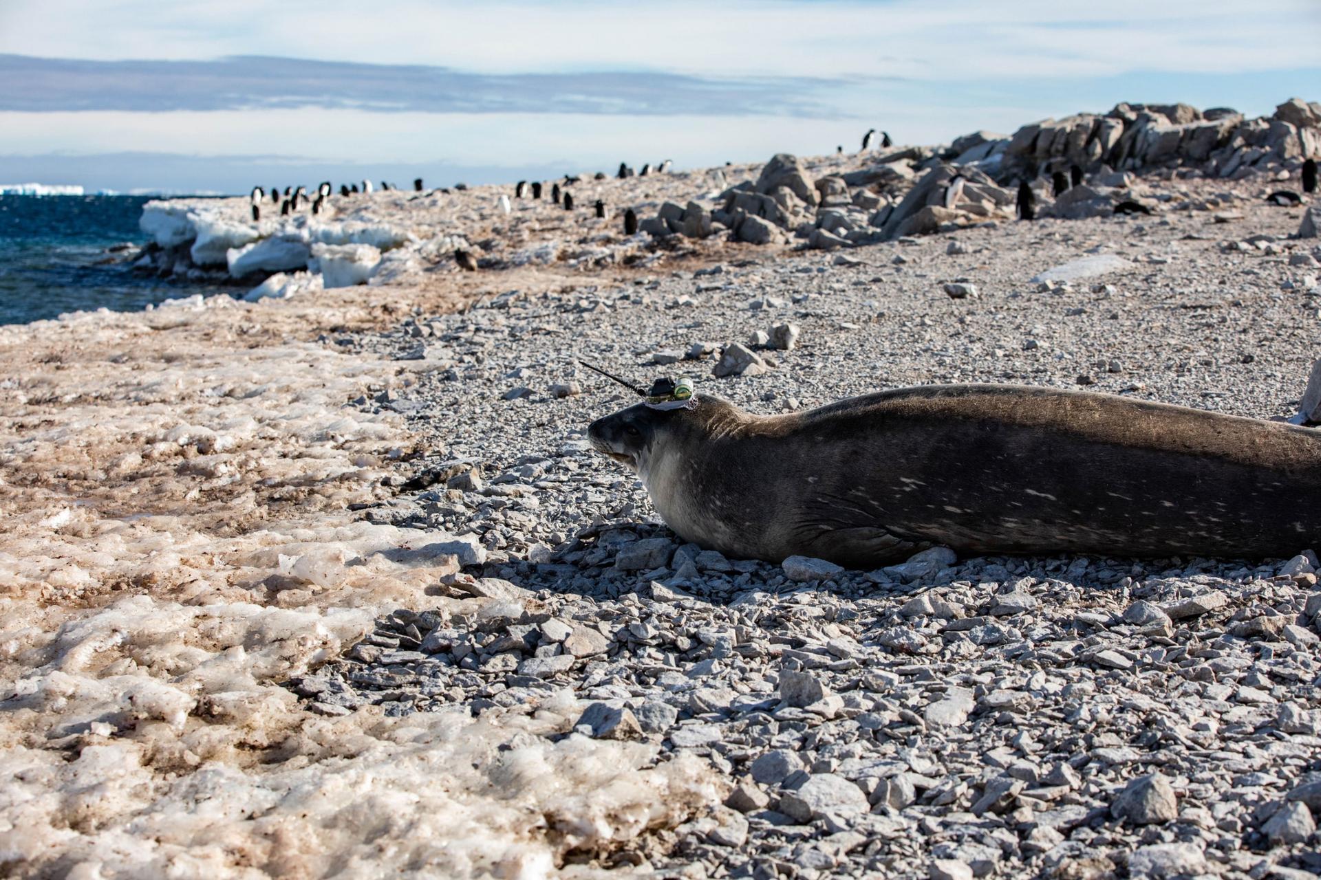 A seal rests on a rocky beach. It has a transponder on its head. 