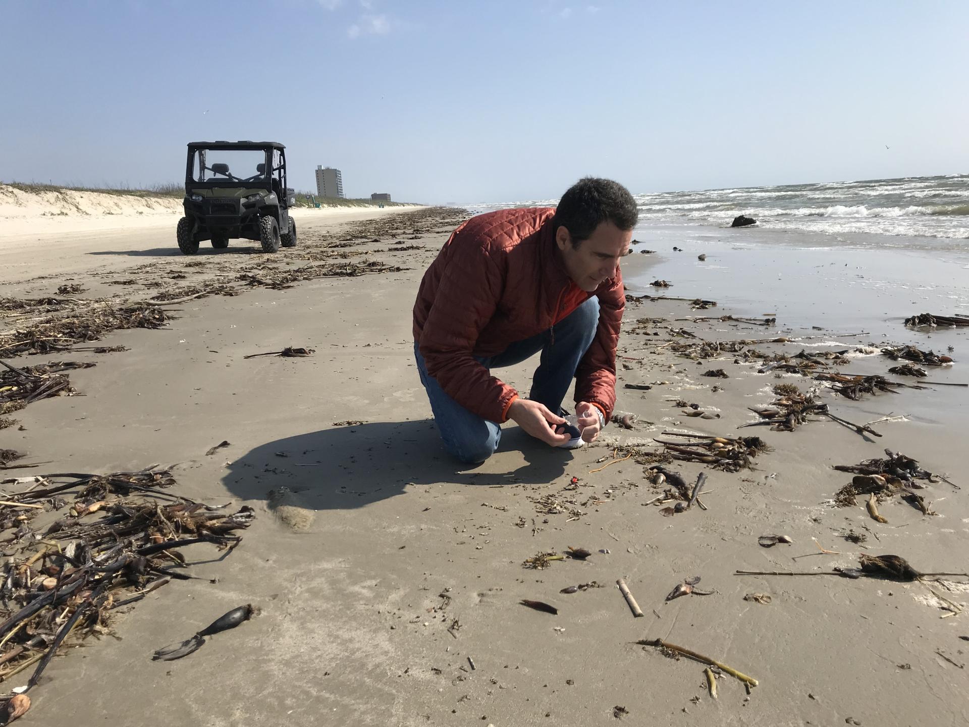 A man looks for micro-plastics on the beach. 
