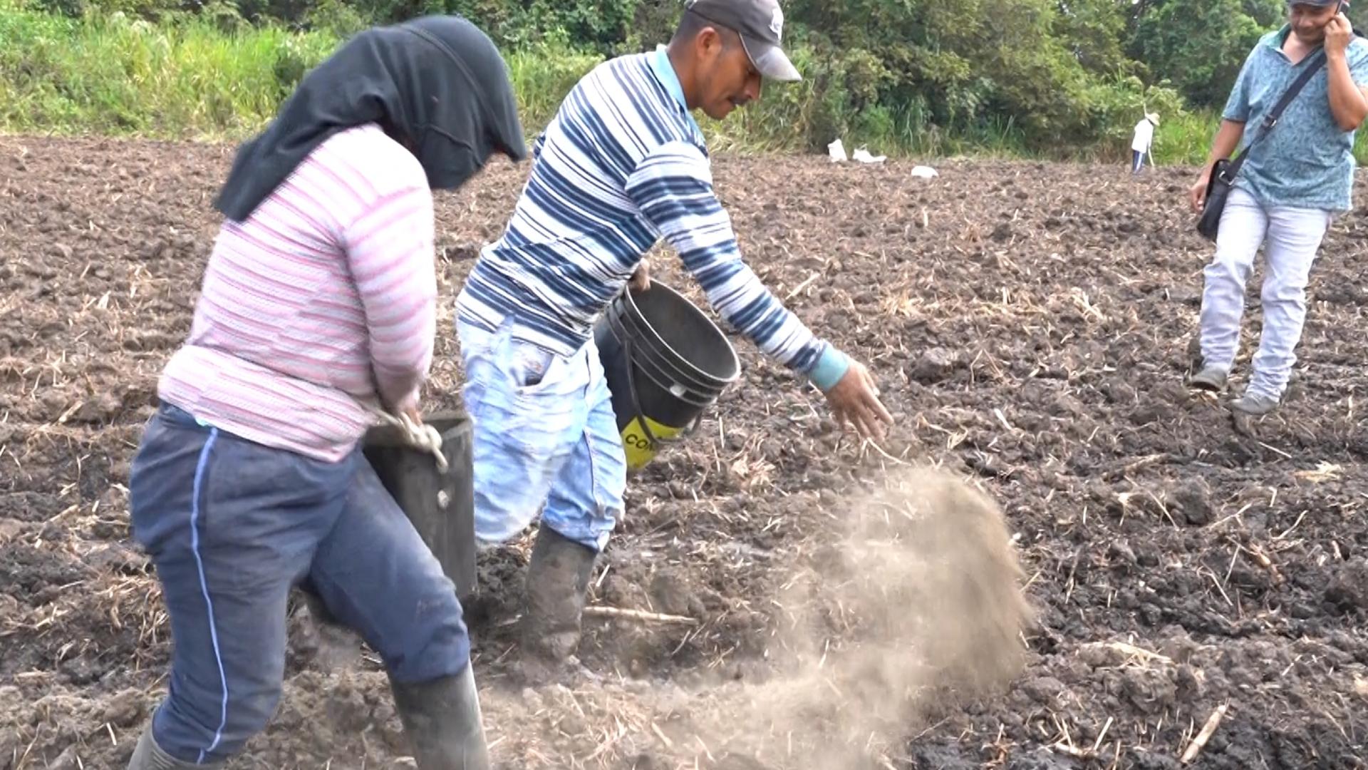Two people toss fertilizer on the soil as one man takes a call on his mobile phone