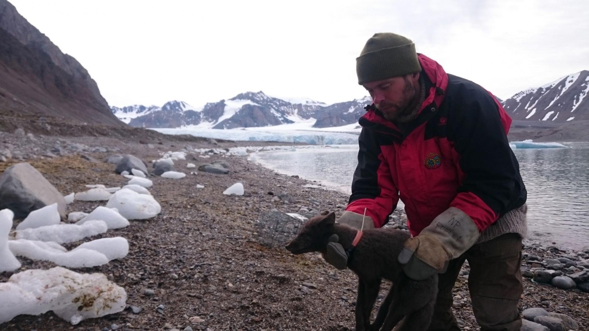 A researcher in the Arctic holds an arctic fox wearing a tracking collar. 