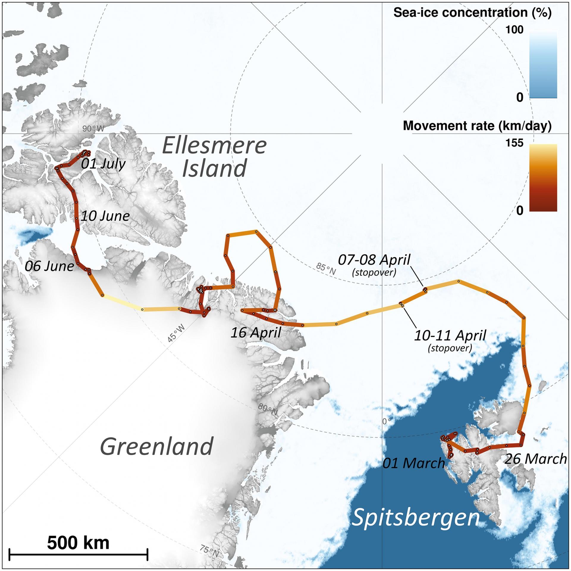 A map showing the arctic fox's route from Spitsbergen in Norway to Ellesmere Island in Canada. 