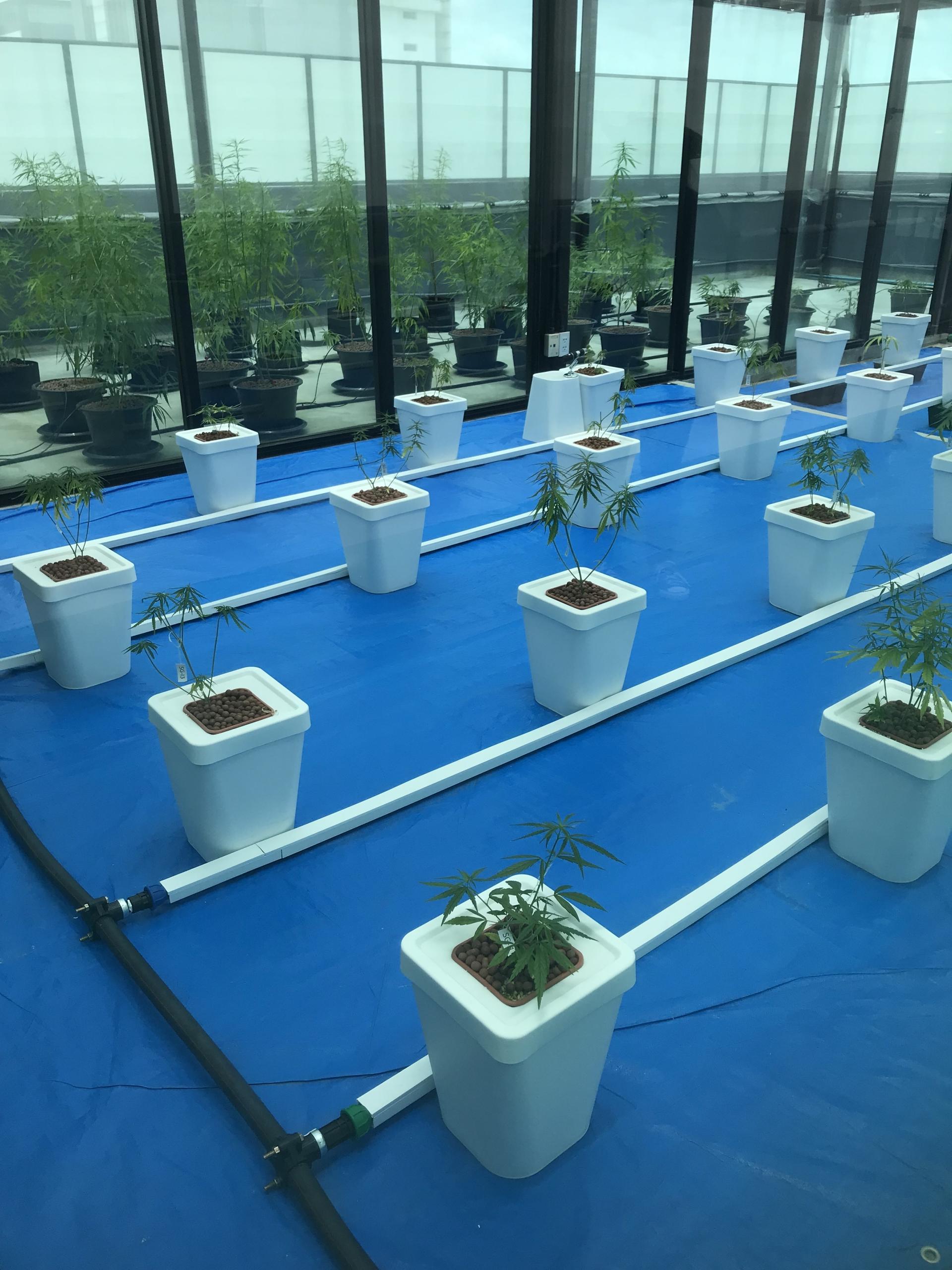The first crop of legal cannabis plants grown by Thai professors at Rangsit University in a legal lab north of Bangkok.
