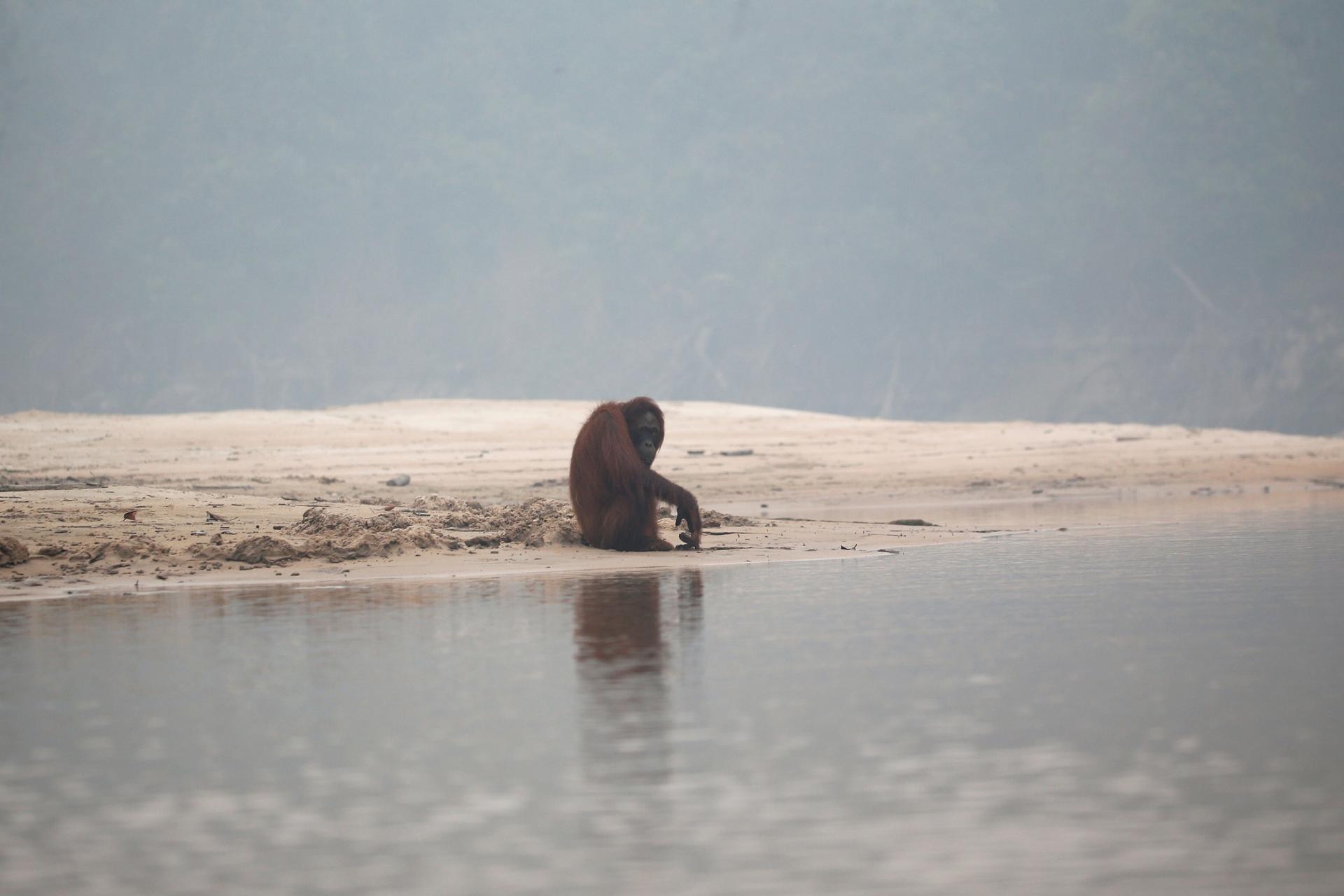 An orangutan is shown sitting on the edge of a beach with smoke clouding the background.