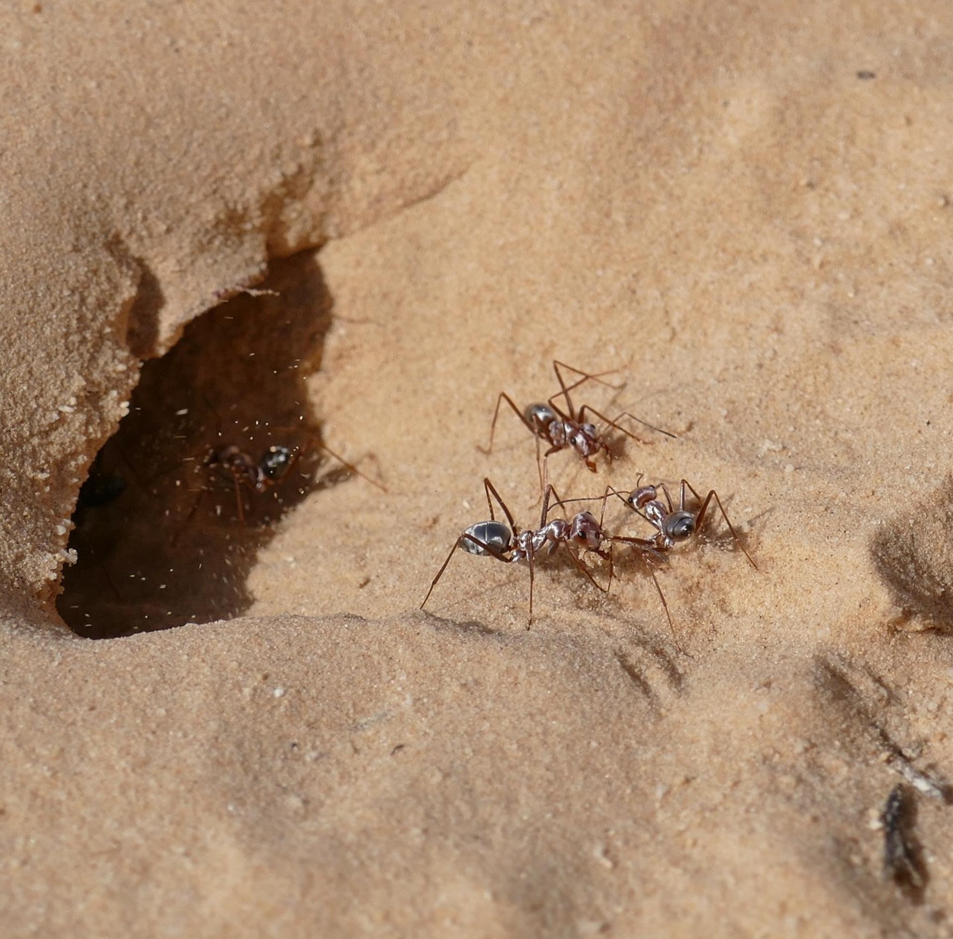 Close up of ants near entrance to nest in yellow sand