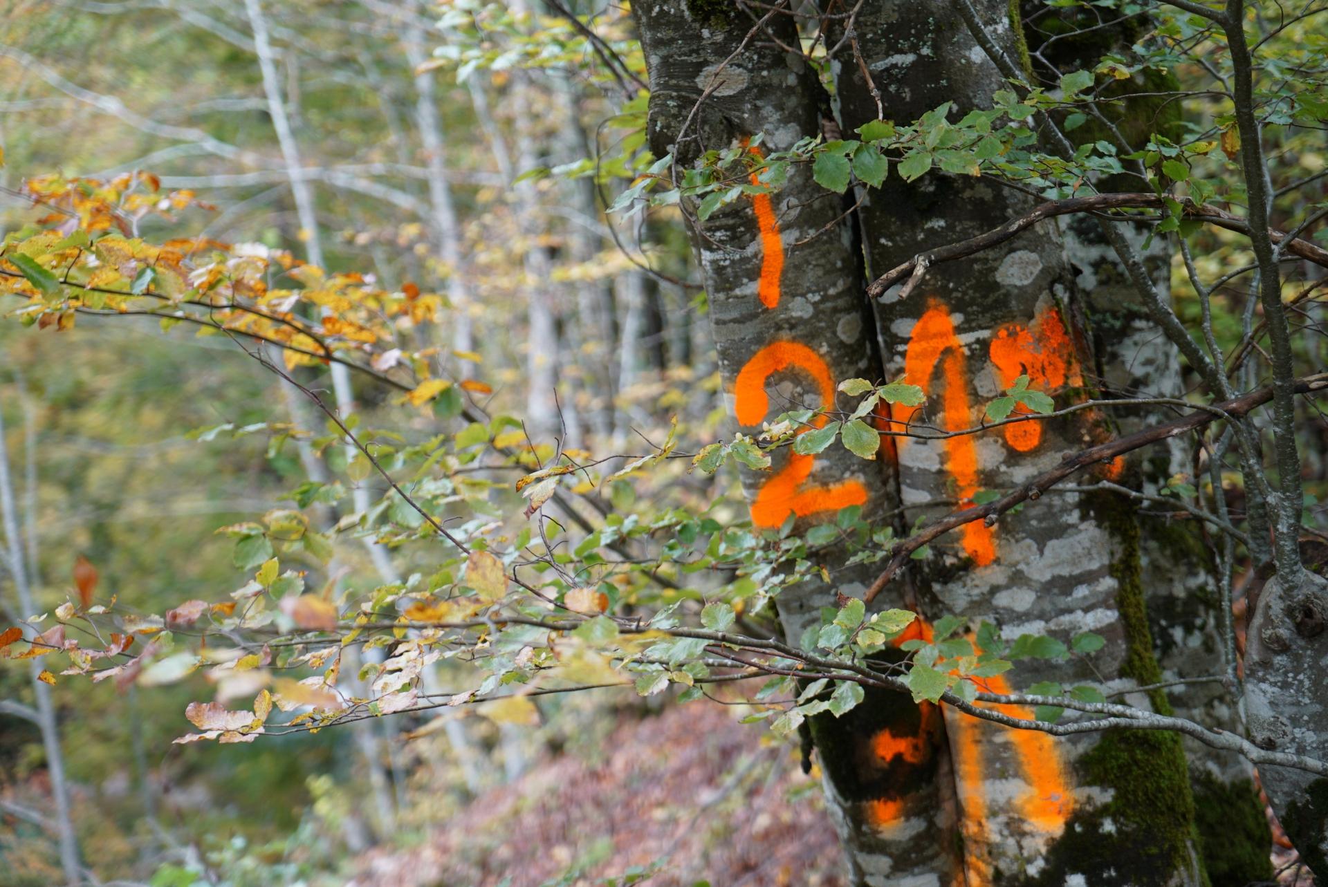 A tree is spray-painted with orange markings