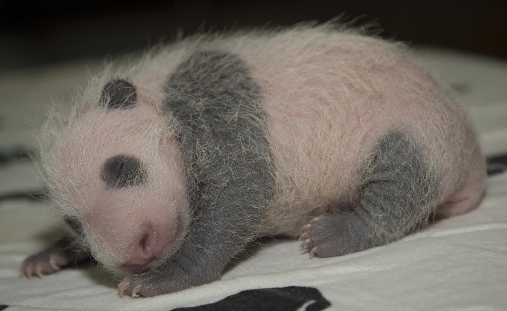 A fuzzy black and white baby panda