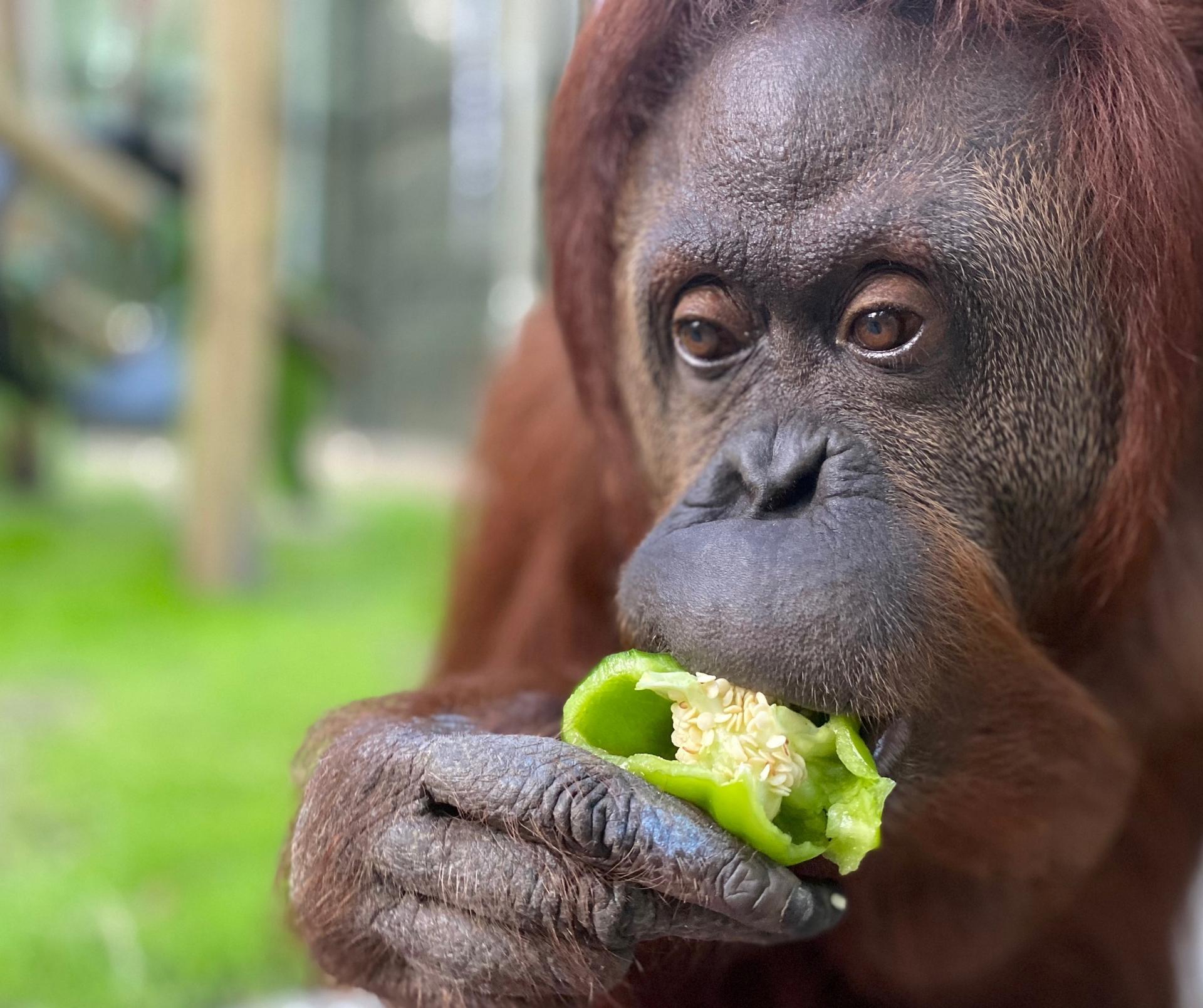 An orangutan eats a green pepper 